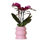 Orchidées colibri | orchidée phalaenopsis violette - morelia en pot tour rose - taille du pot 9cm - 40cm de haut