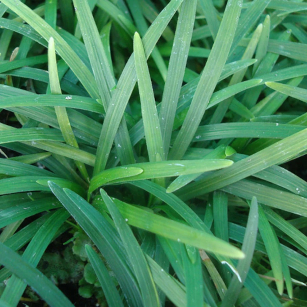 Muguet du japon, ophiopogon godet