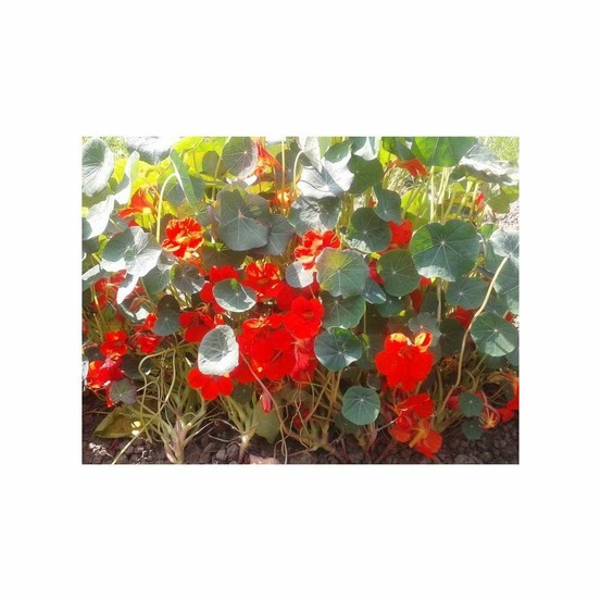 Capucine naine Impératrice des Indes