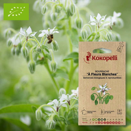 Bourrache à fleurs blanches- graines bio à semer