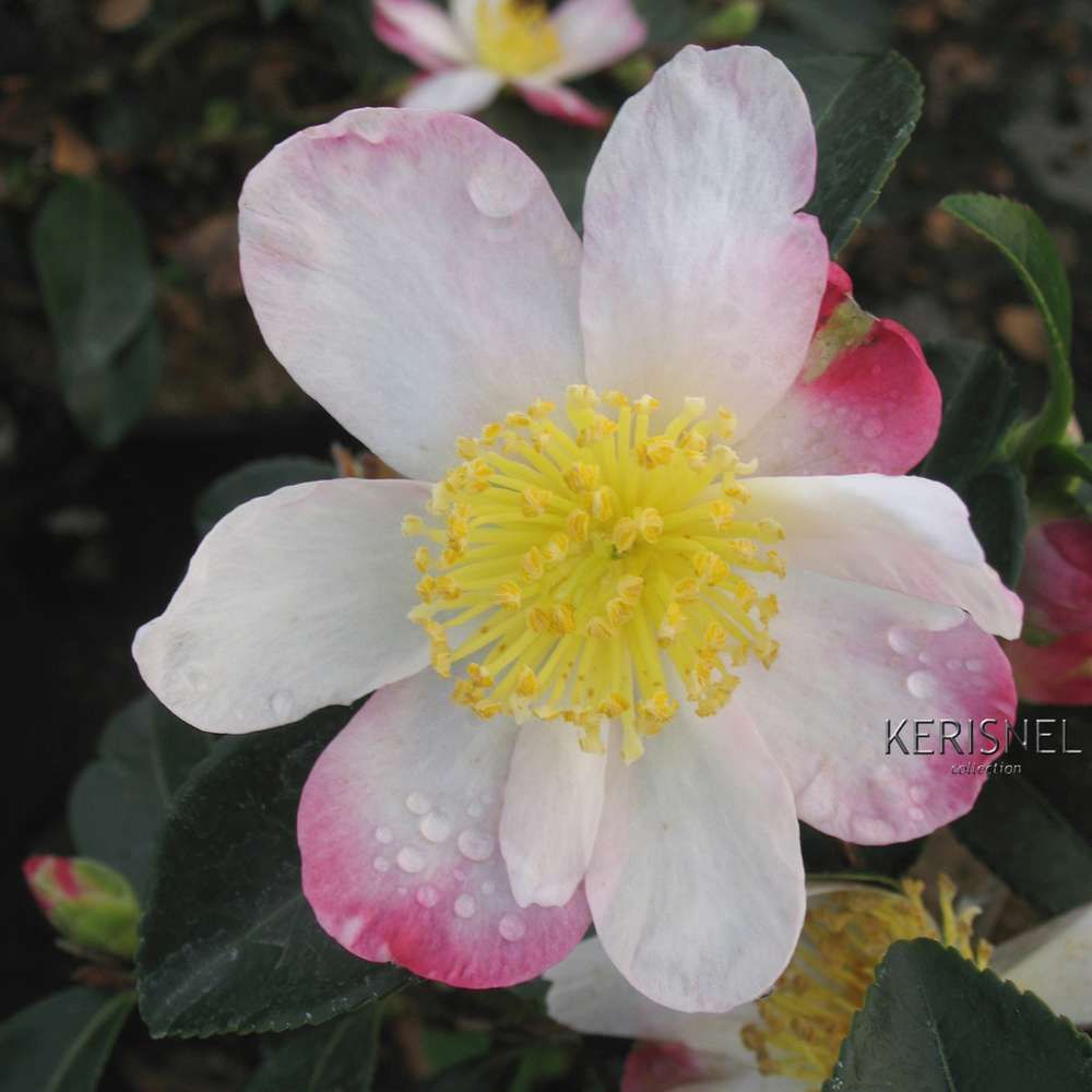 Camellia Williamsii 'Ruby Wedding' - Arbuste Persistant Rustique En Pot - Plante Fleurie Rouge Pour Jardin
