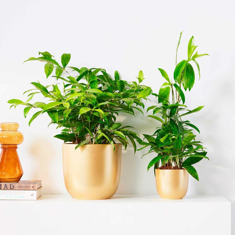 Dracaena balsamique - le pot / ø 17cm / hauteur livrée 60-65cm