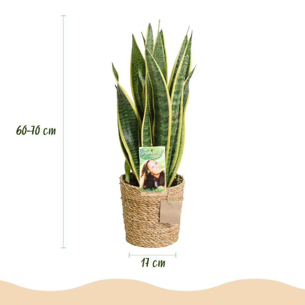 Sansevieria laurentii