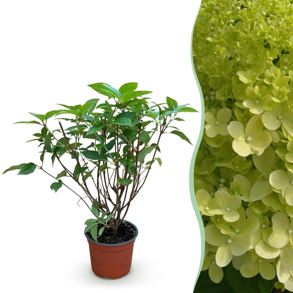Hortensia paniculé 'limelight' - pot 12 cm - hauteur 30 cm