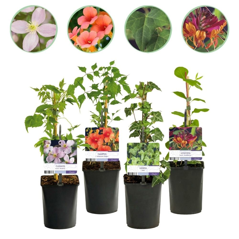 Trio de grimpantes fleuries - grimpantes fleuries - pot 11 cm - hauteur 40 cm