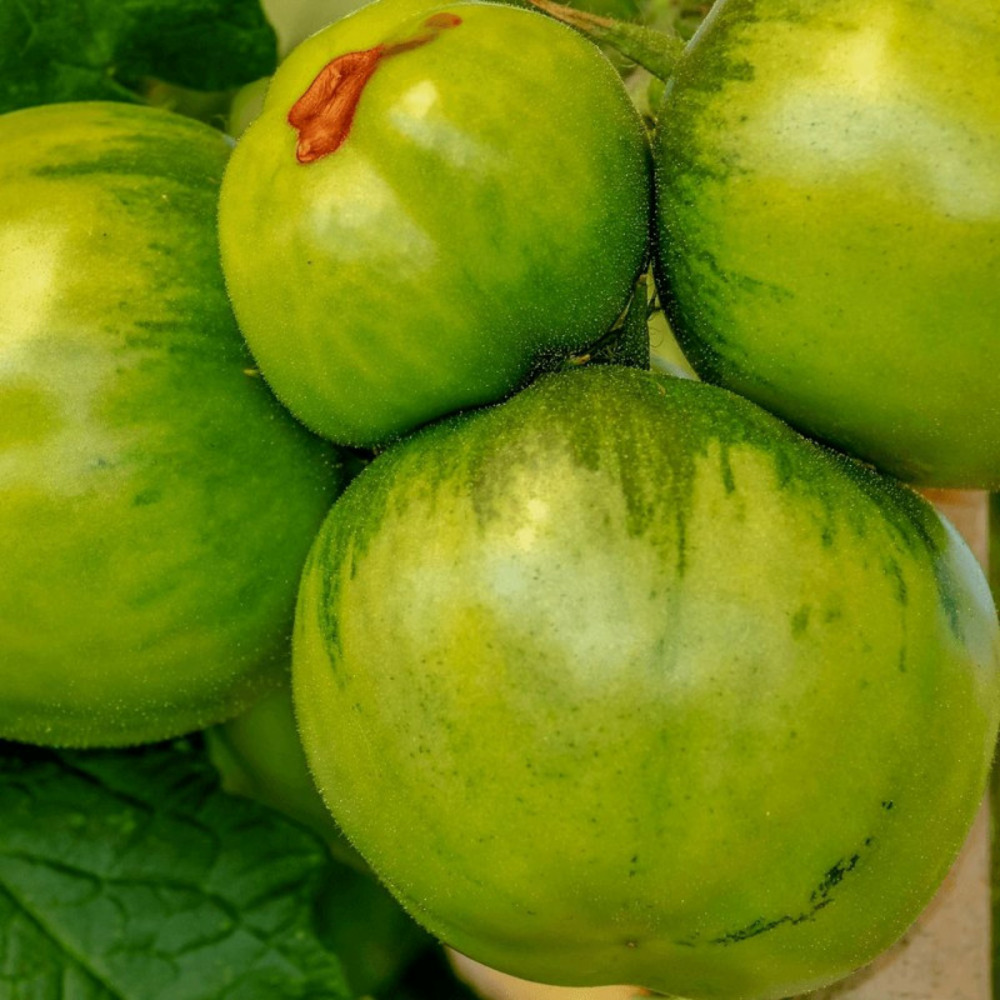 Plant de tomate green zebra godet