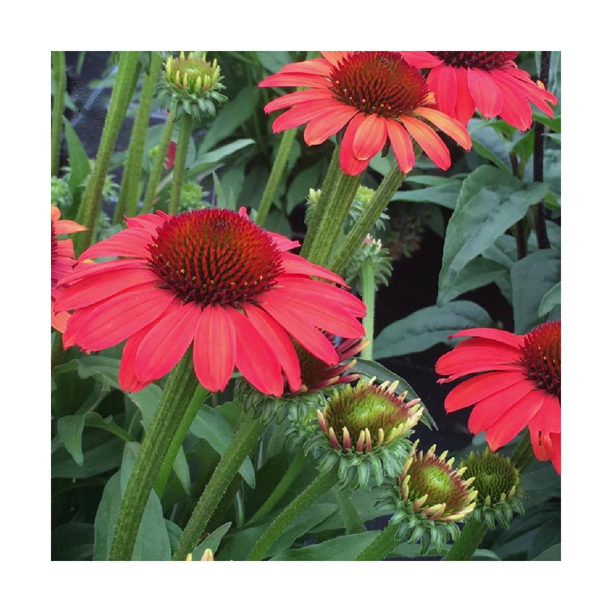 Échinacée sunseekers® 'coral'/echinacea x sunseekers® 'coral'[-]godet