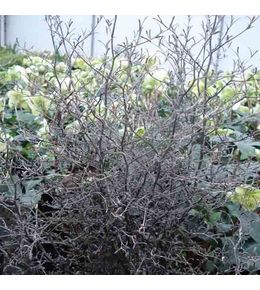Corokie cotoneaster pot de 1l/1,5l