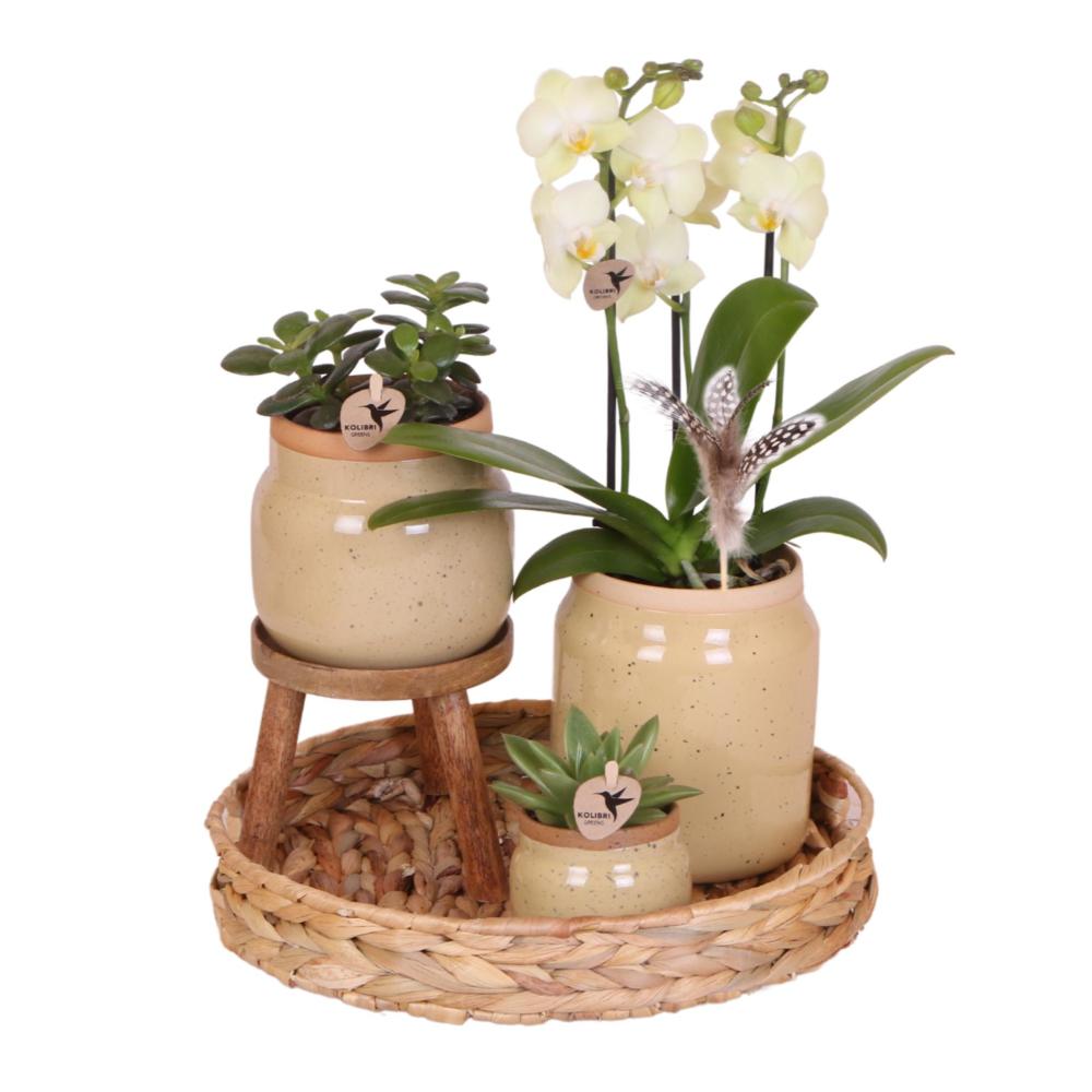 Orchidées ensemble de plantes vertes avec orchidée phalaenopsis jaune dans des pots vintage décoratifs
