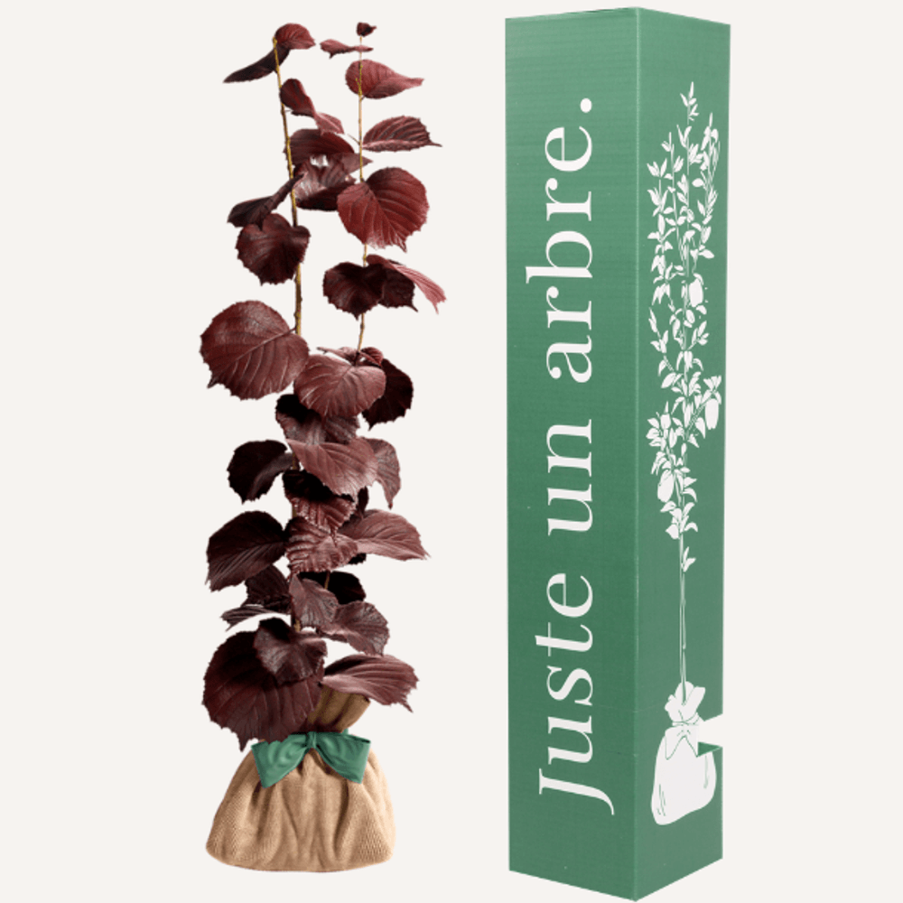 Noisetier pourpre | idée cadeau naissance, mariage, anniversaire - à planter en intérieur ou extérieur.
