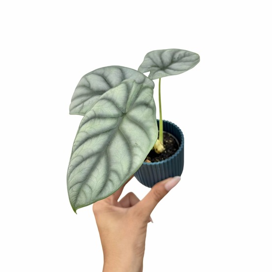 Alocasia silver dragon - pot de 6cm