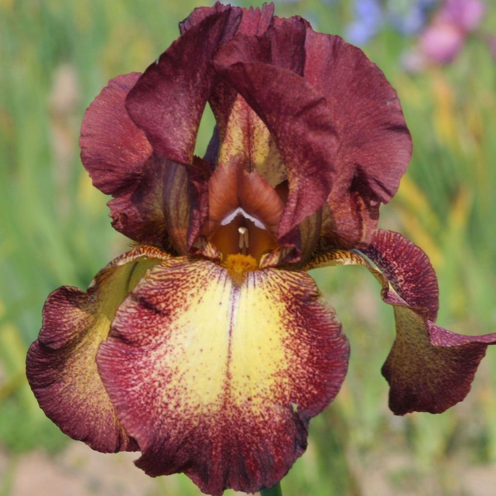 Iris des jardins 'provençal' rhizome, calibre 10/15, qualité extra