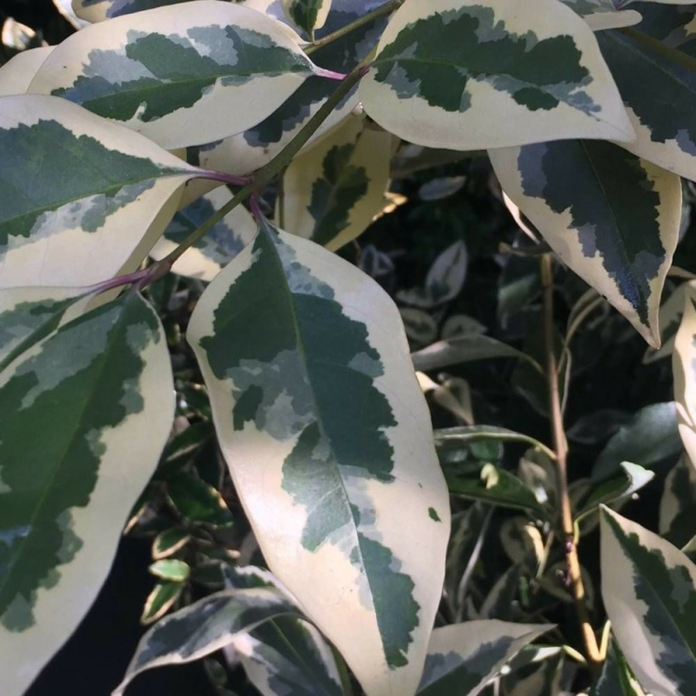 Troène de californie argenté, ligustrum pot de 1,5l - 20/50 cm