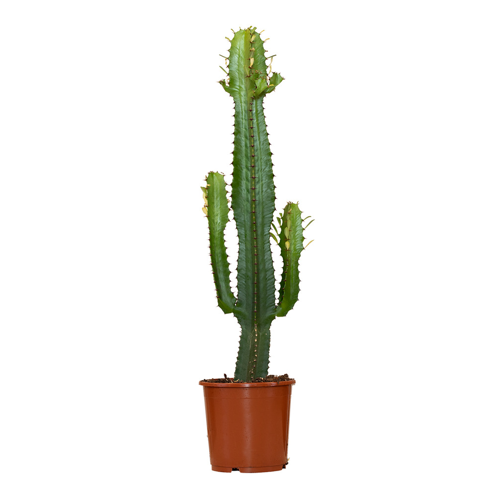 Euphorbia acrurensis - euphorbe - cactus cowboy - plante cactus - hauteur 60-70 cm - pot 17 cm