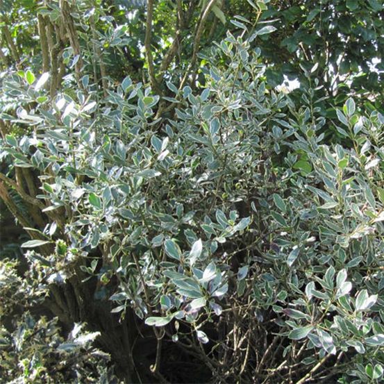 Alaterne 'argenteovariegata' pot de 2l/3l