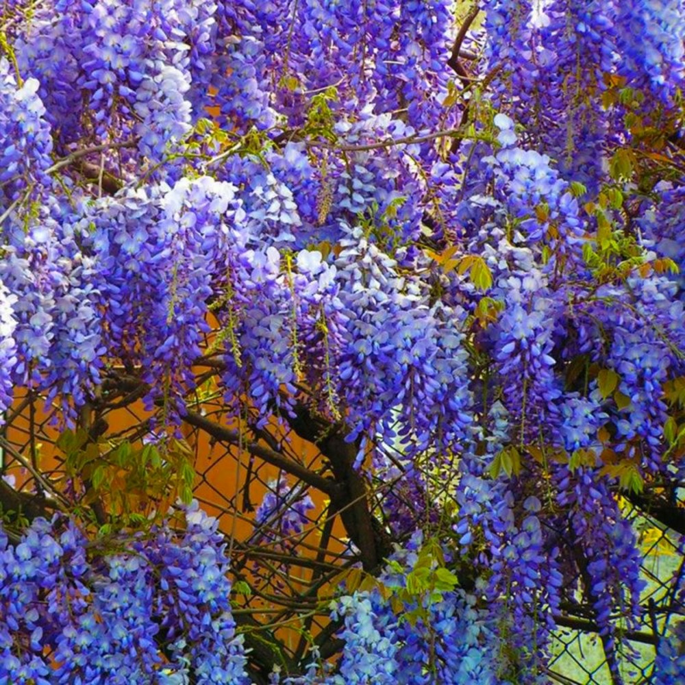 Glycine de Chine Bleue (Wisteria Sinensis)…
