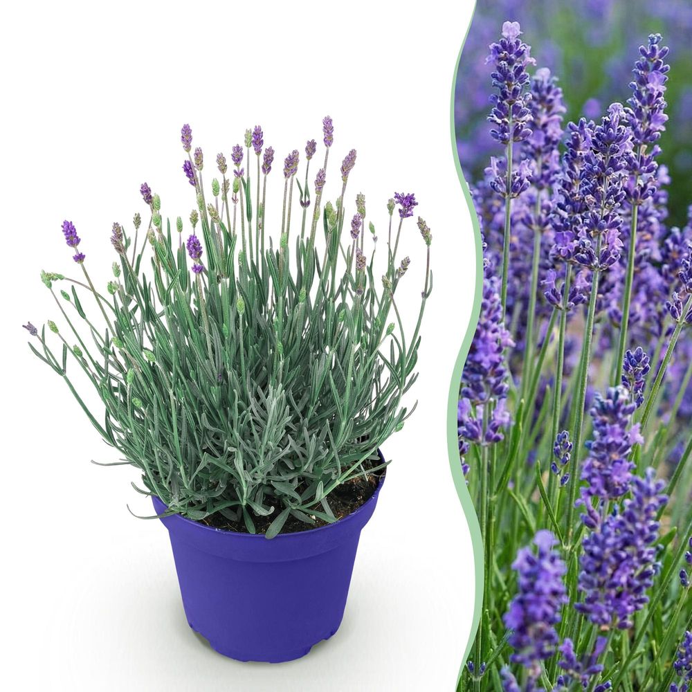 Lavande 'hidcote' - pot 12 cm - hauteur 25 cm