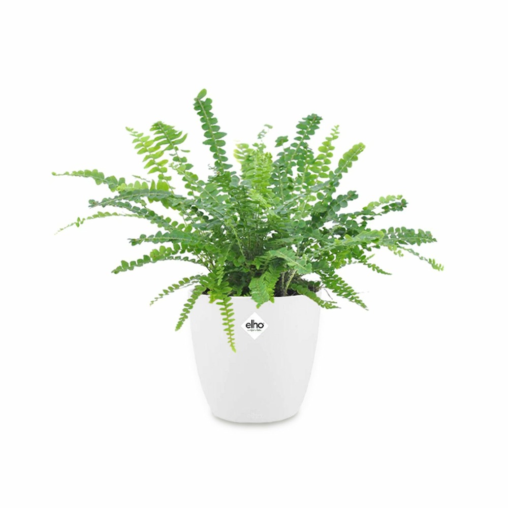 Fougère duffi et son cache-pot blanc elho - le pot de 12 cm et le cache pot de 14 cm. Hauteur livrée 15 cm