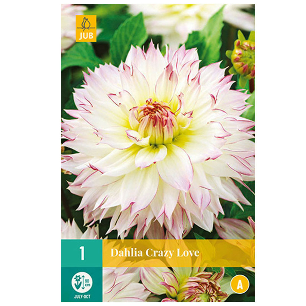 1 dahlia crazy love rose