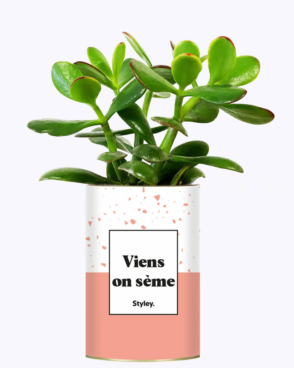 Plante personnalisée - viens on sème - cactus