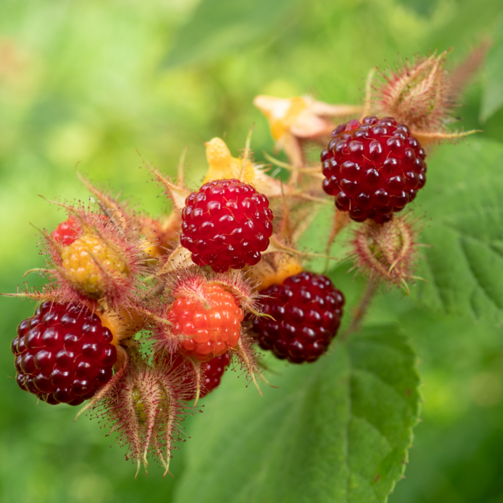 Framboisier du japon - rubus phoenicolasius 50/60cm