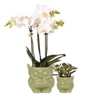 Ensemble de plantes chouette verte | ensemble avec orchidée phalaenopsis blanche 9cm et succulente verte 6cm