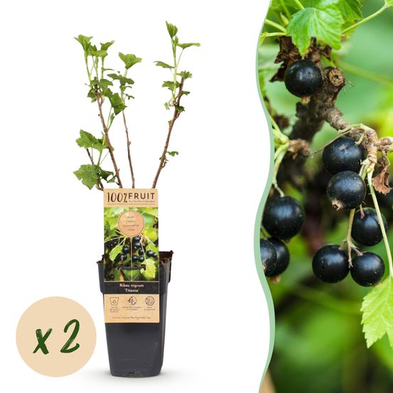 Cassissier 'titania' - pot 15 cm - hauteur 50 cm - plante d'extérieur