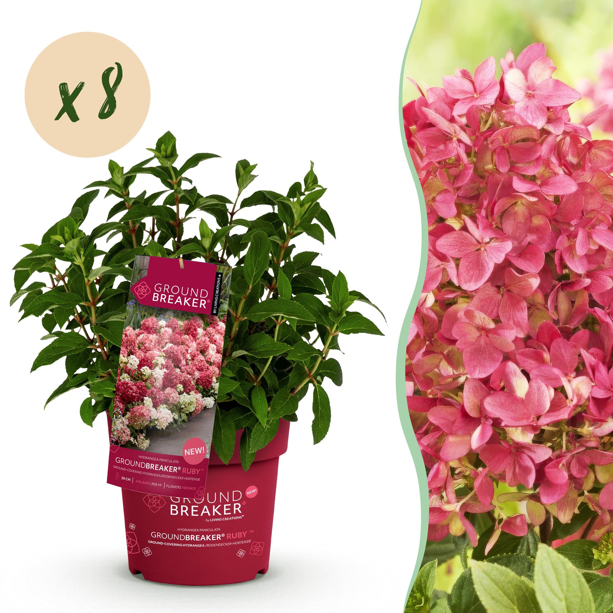Hortensia groundbreaker ruby - lot de 8 - pot 14 cm - hauteur 20-25 cm