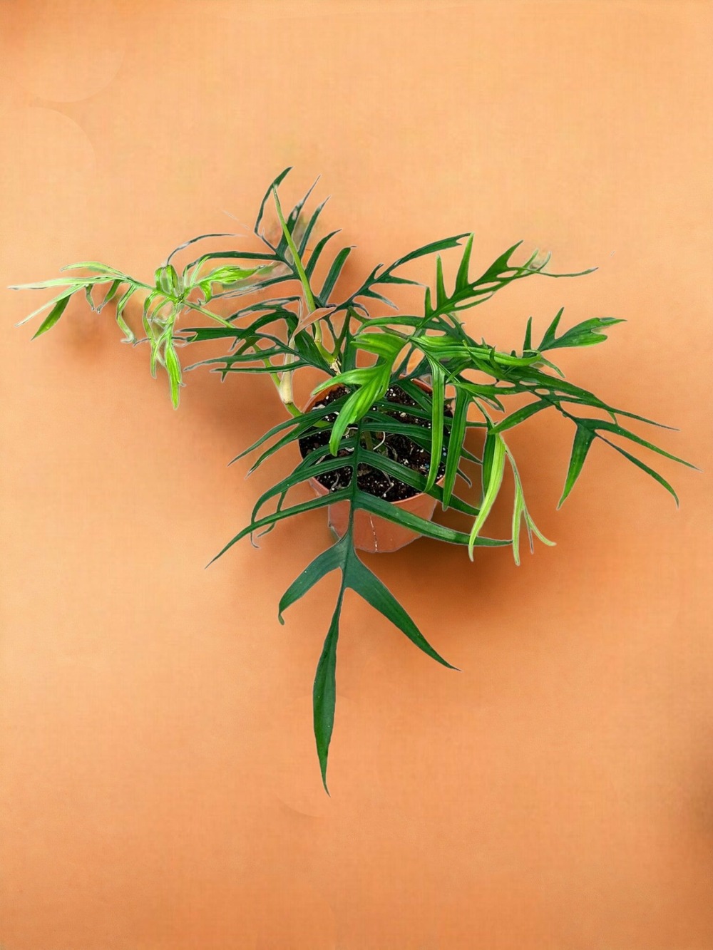 Plante d'intérieur - philodendron polypodioides 30cm