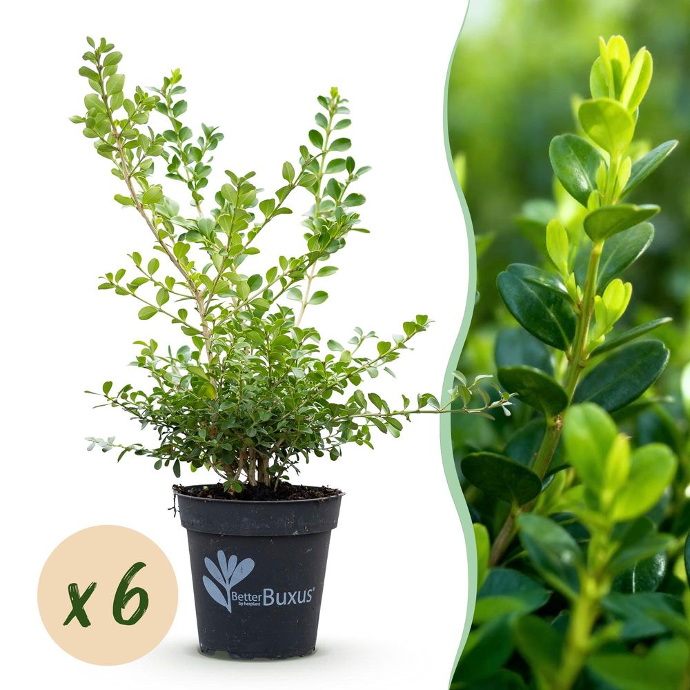 Buis babylon beauty - lot de 6 - pot 13 cm