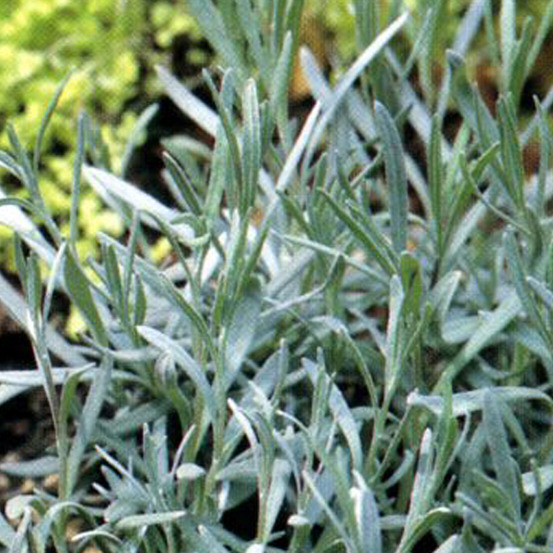 6 x lavandin 'dutch' - lavandula intermedia 'dutch' - godet 9cm x 9cm