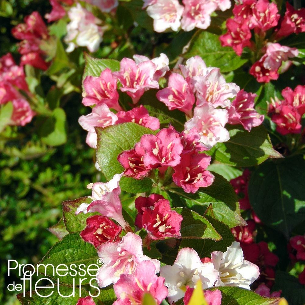 Weigela 'carnaval'® pot de 3l/4l