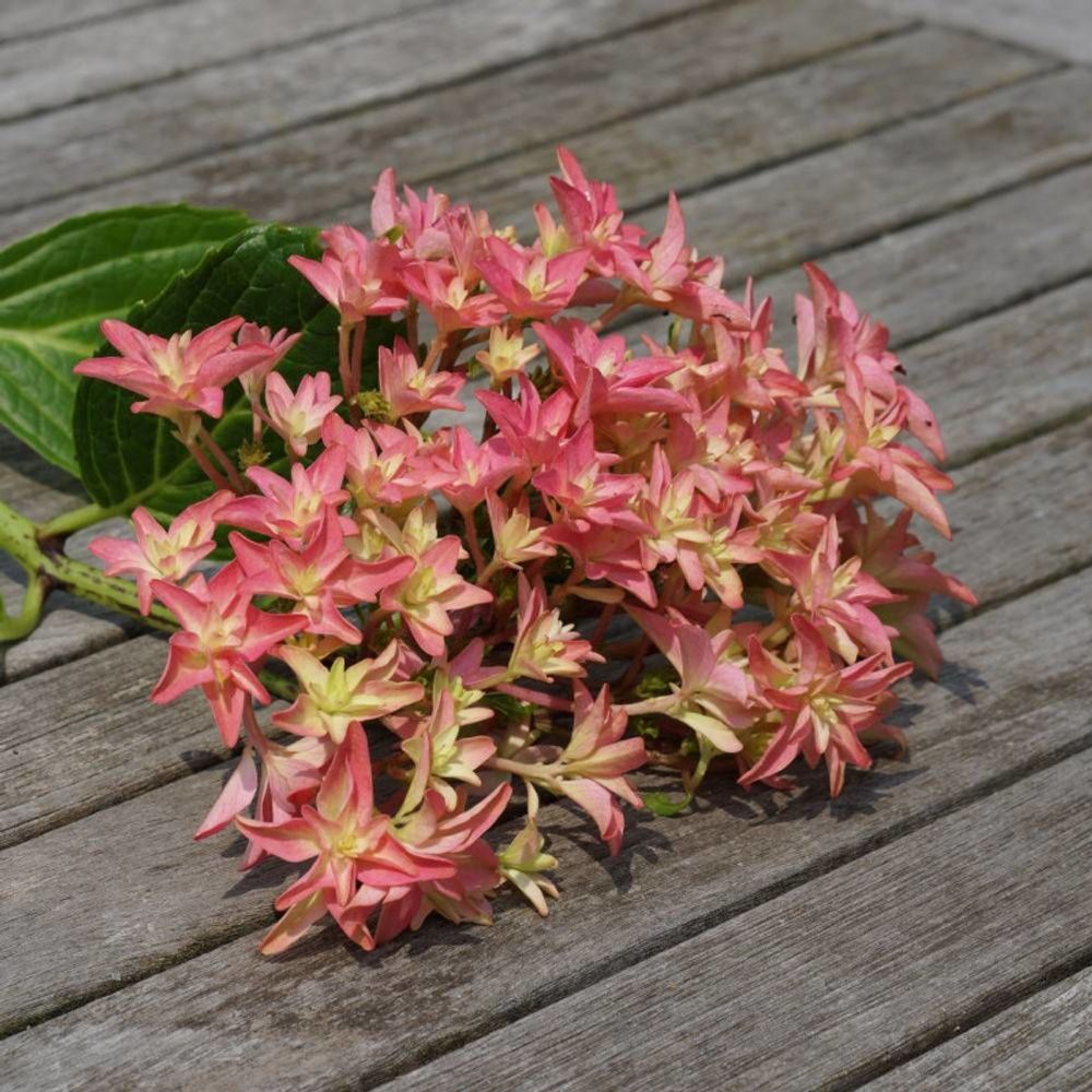 Hortensia you&me® princess diana 'h213', hydrangea macrophylla godet - 5/20 cm