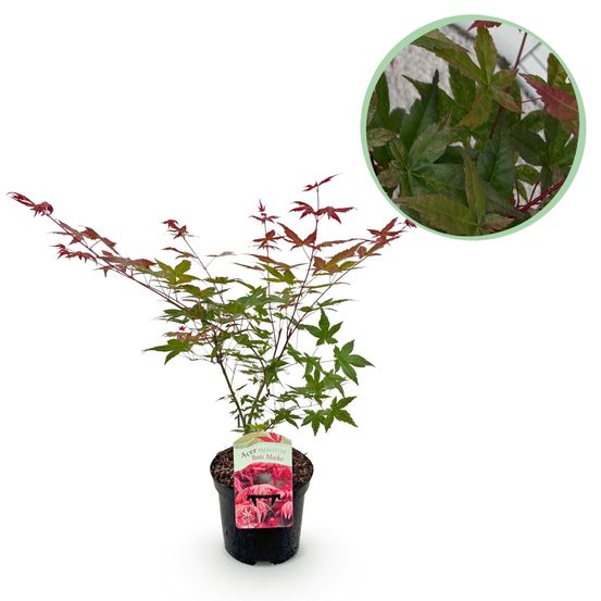 Érable japonais - acer palmatum beni maiko - rouge - pot 19cm hau