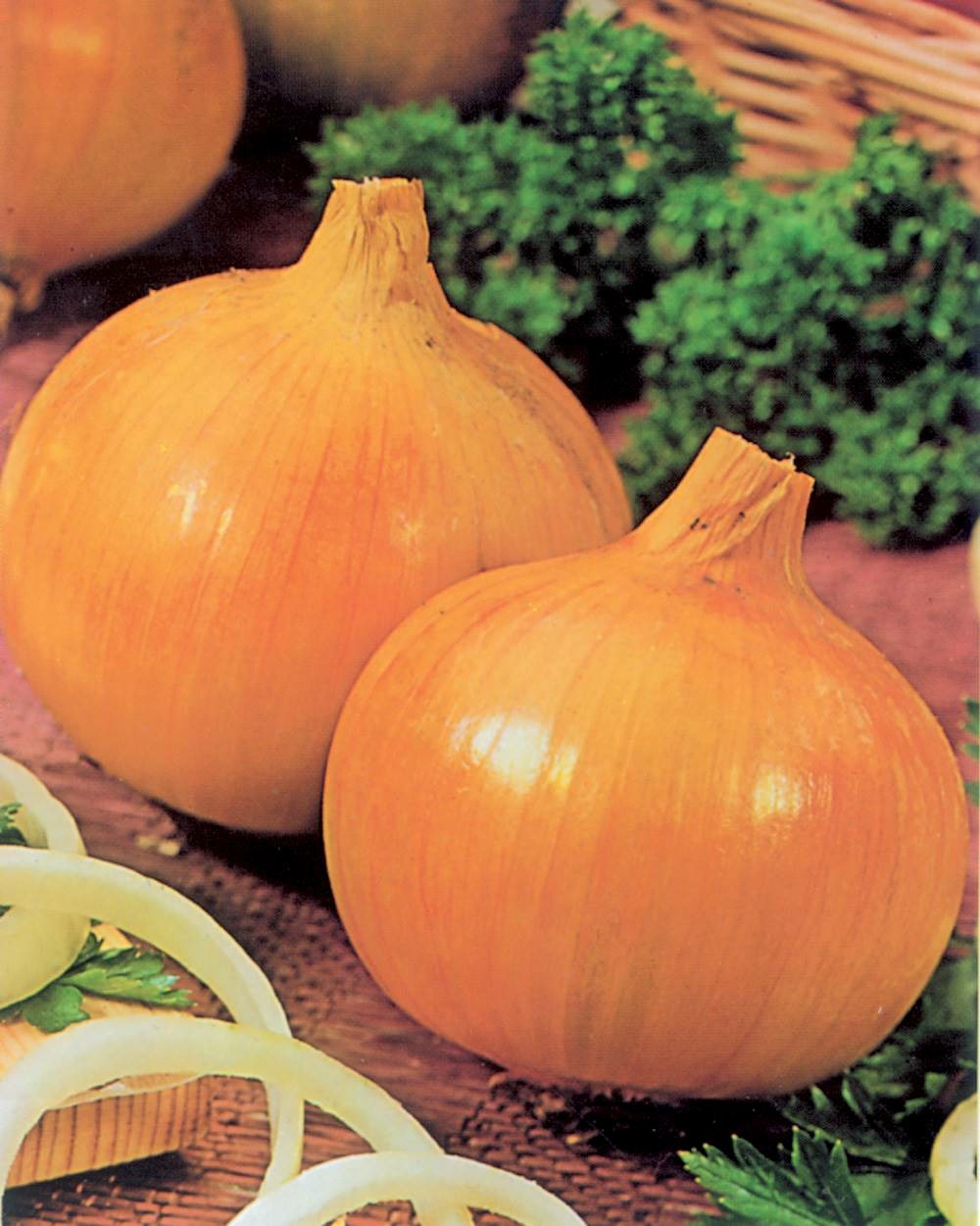 Oignon jaune rijnburger 2 - 4 g