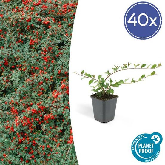 Cotonéaster de dammer 'major' x40 – entre 2,5 et 3,33m2
