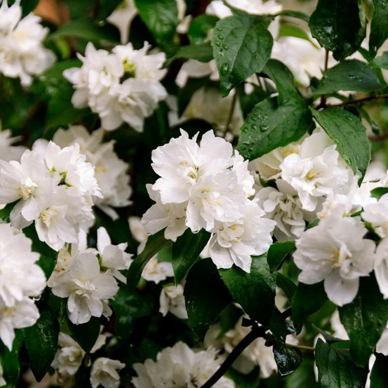Seringat des jardins mrs el robinson, philadelphus pot de 3l - 60/80 cm