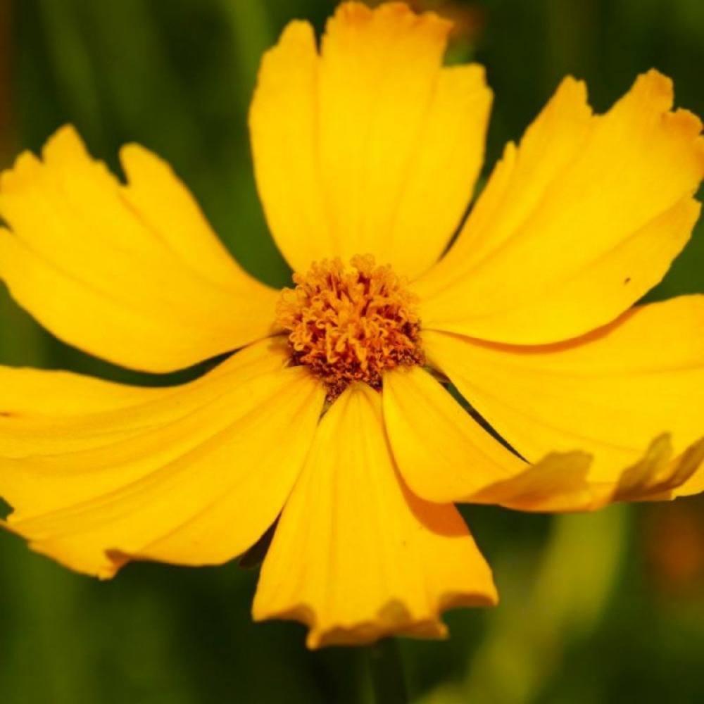 2 Coréopsis Lancéolé 'Goldfink' (Coreopsis…