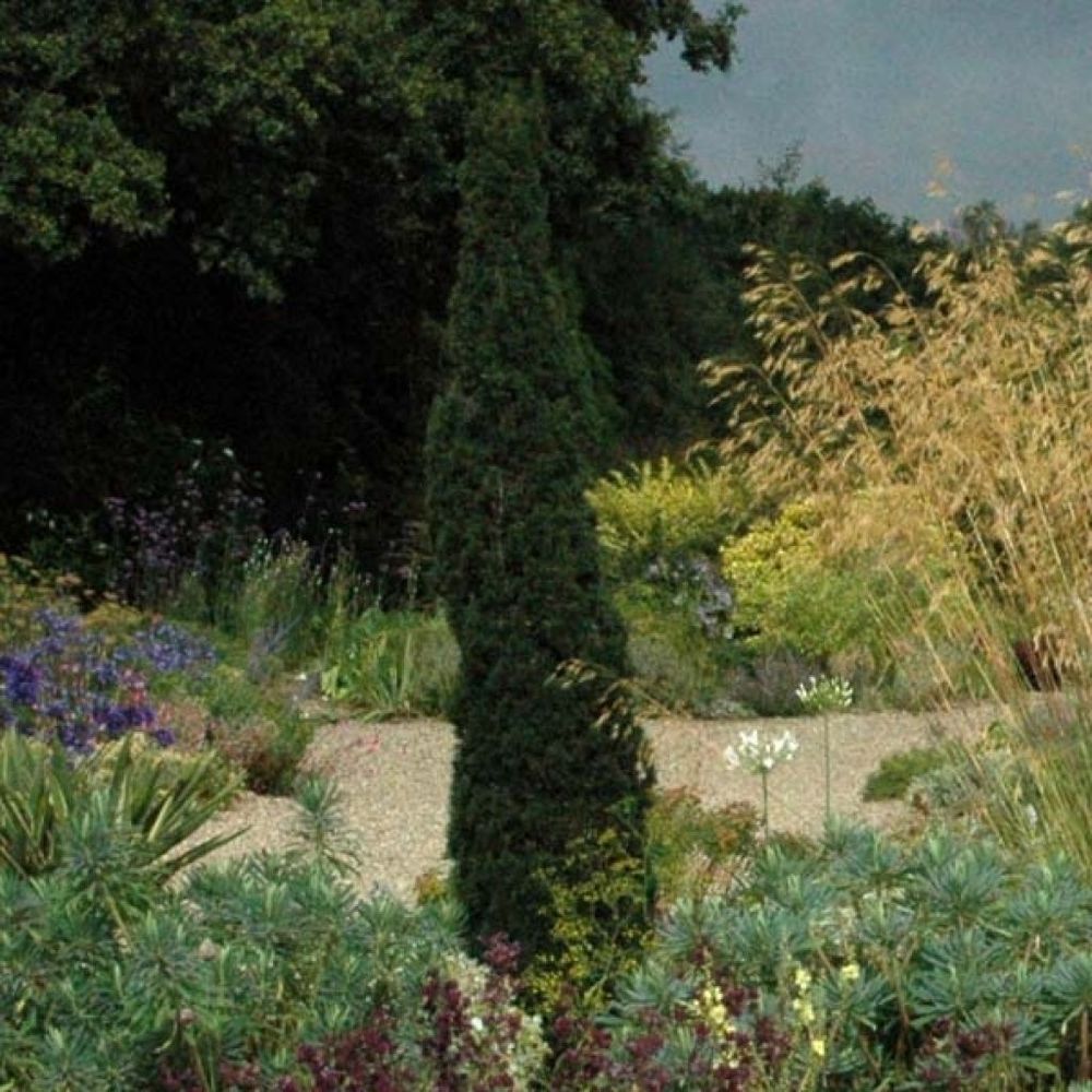Cyprès d'italie, de provence 'totem' pot de 7,5l/10l