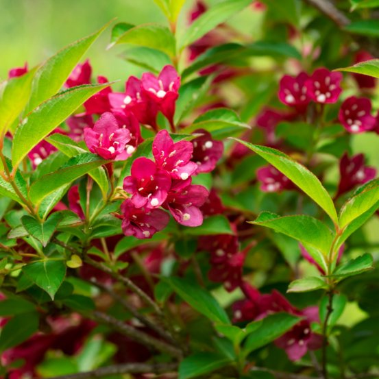 Weigela red prince - weigela red prince 40/60 cm pot 3l