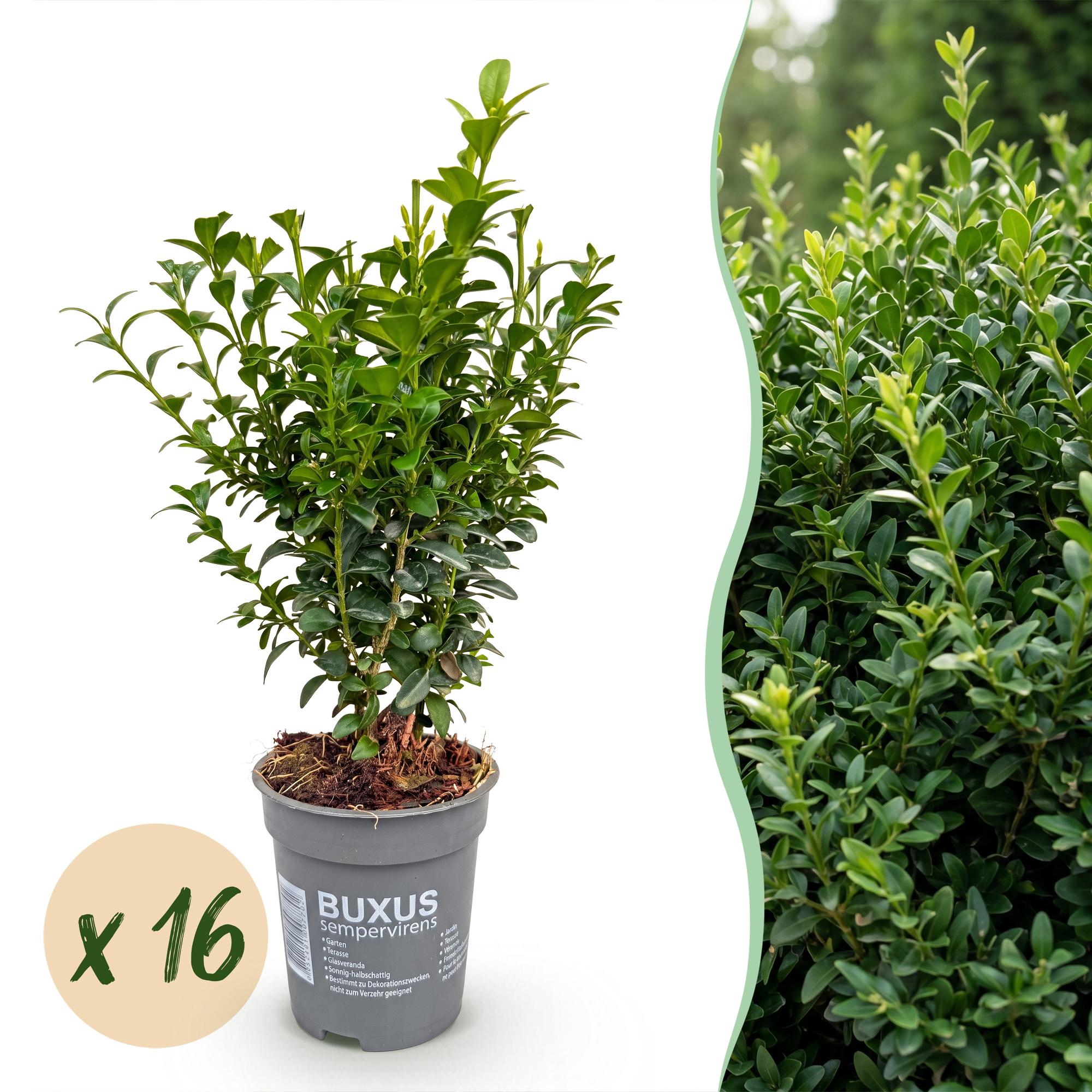 Buis - lot de 16 - pot 9 cm - hauteur 20-25 cm