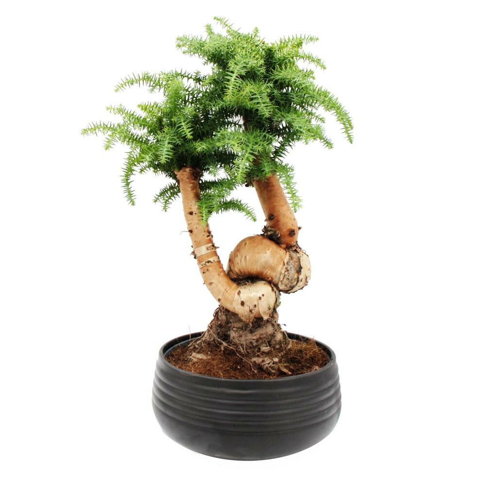 Bonsaï d'intérieur araucaria cunninghamii sapin d'intérieur araucaria de nouvelle-guinée hauteur env. 65cm coupe 26cm
