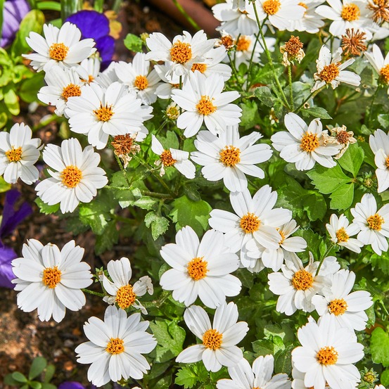 Bidens white delight - le pot / ø 10,5cm