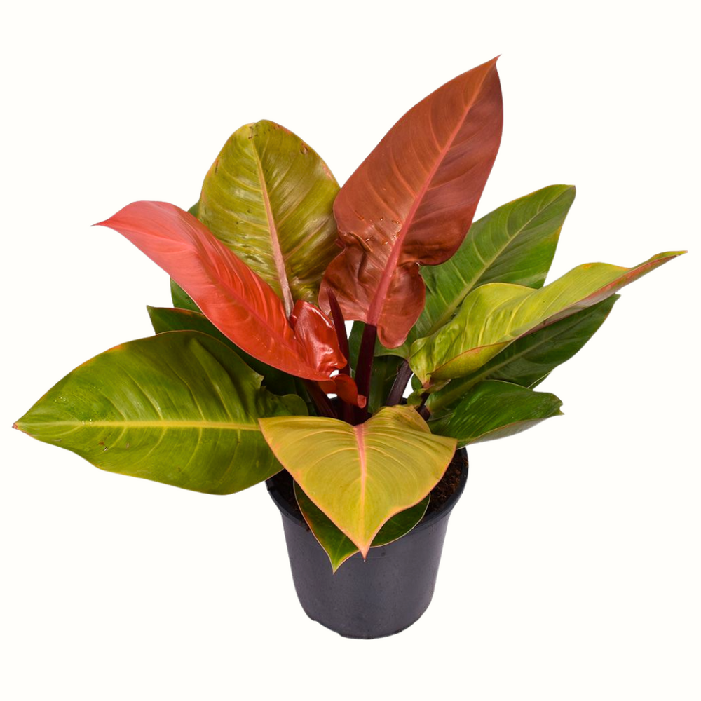 Philodendron prince of orange - 50cm