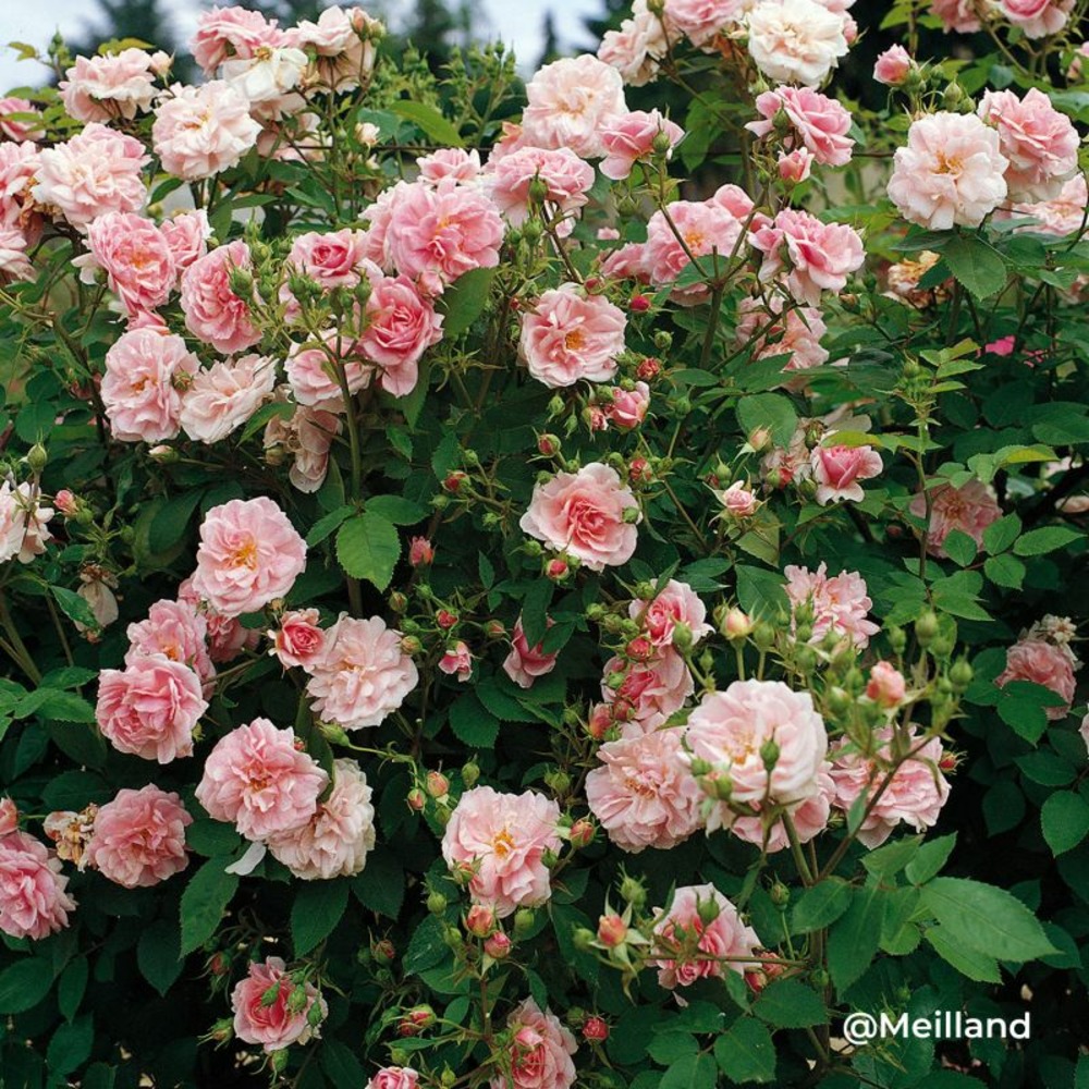 Rosier grimpant 'domaine de courson' ® (rosa 'domaine de courson' ®)