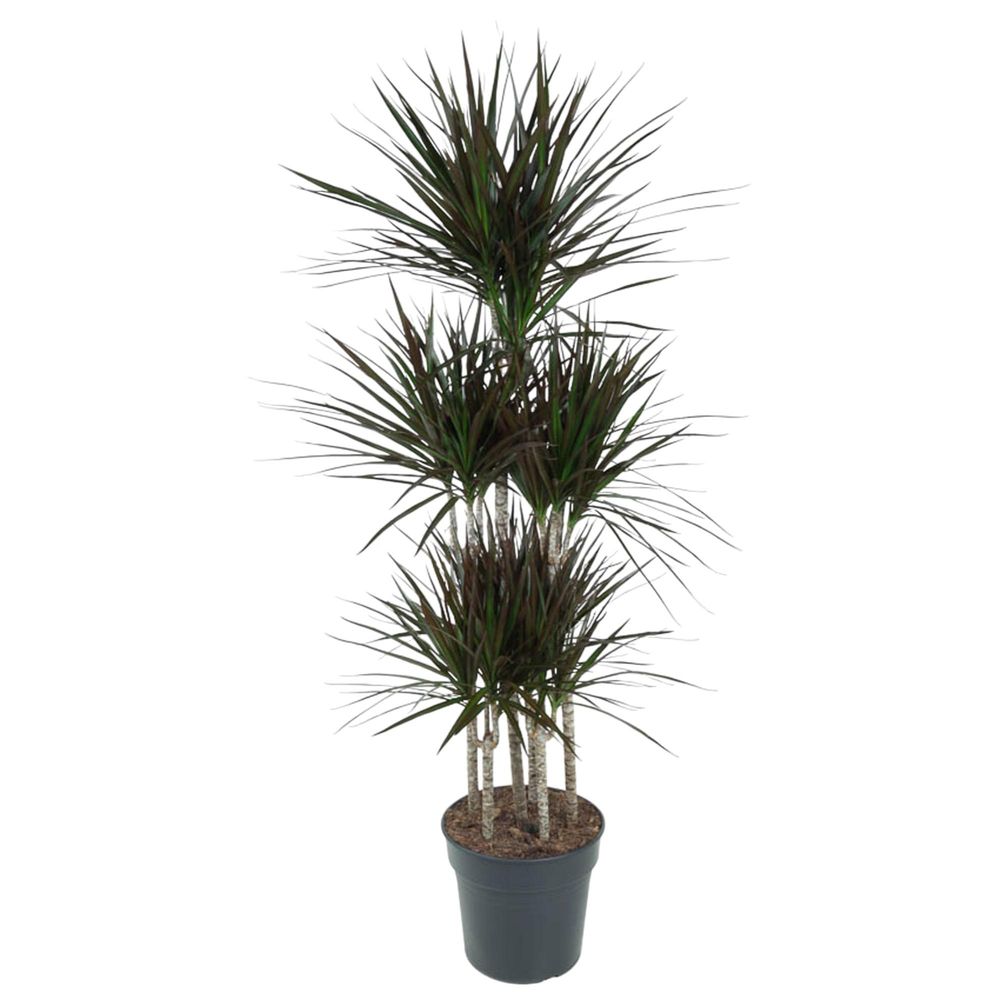 Dracaena magenta - plantes d'intérieur