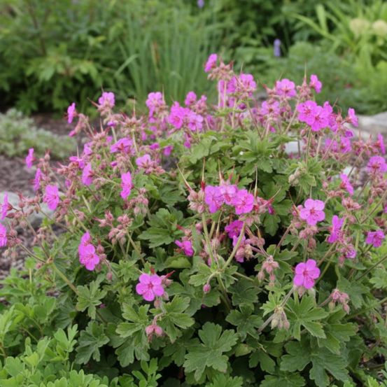 Géranium vivace ingwersen's variety godet - 5/20 cm