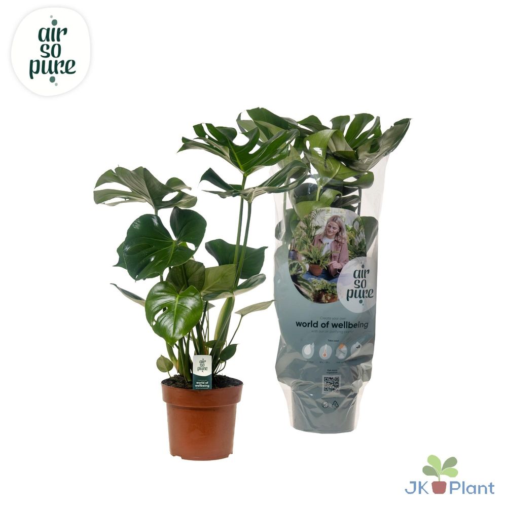 Monstera deliciosa - ø17cm - ↕55cm - plantes d'intérieur