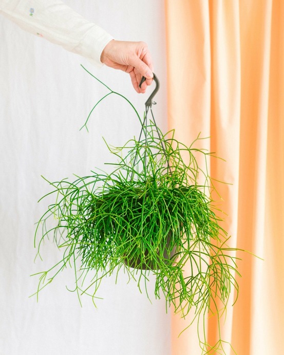 Rhipsalis pulchra 35cm - plante d'intérieur