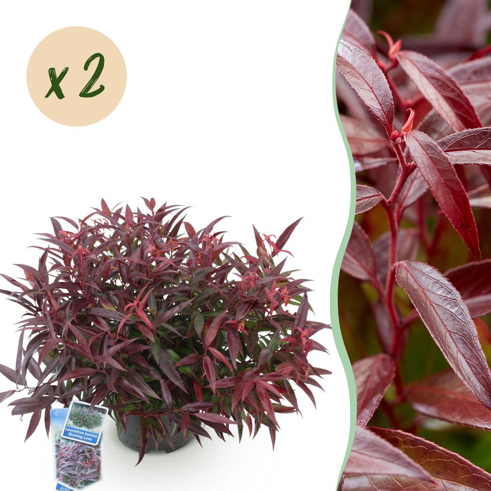 Leucothoé 'burning love' - lot de 2 - pot 17 cm - hauteur 40 cm